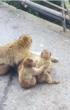 Monkey!